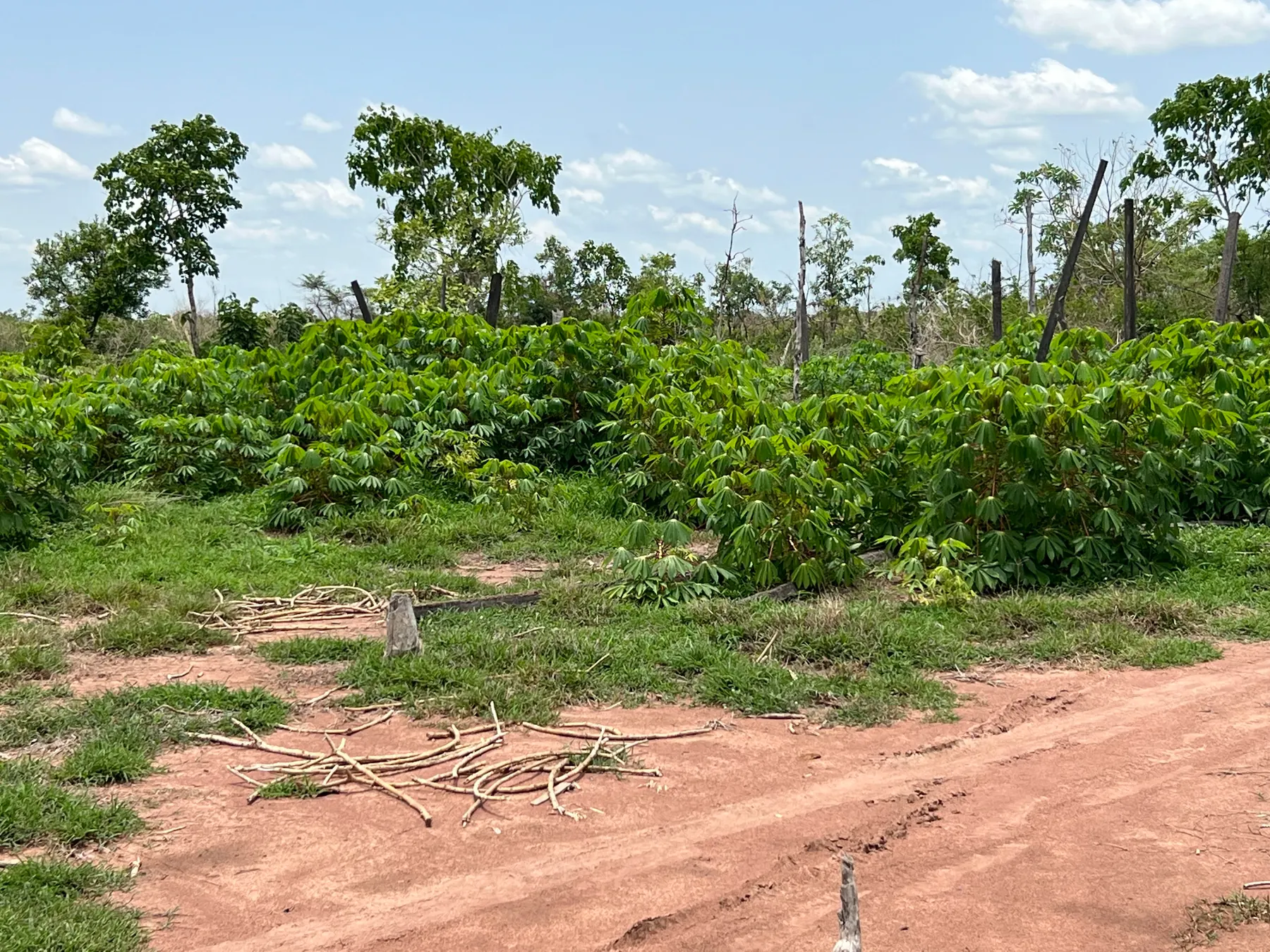 Degraded forest land: cassava growing among dead standing trees beside a red laterite track