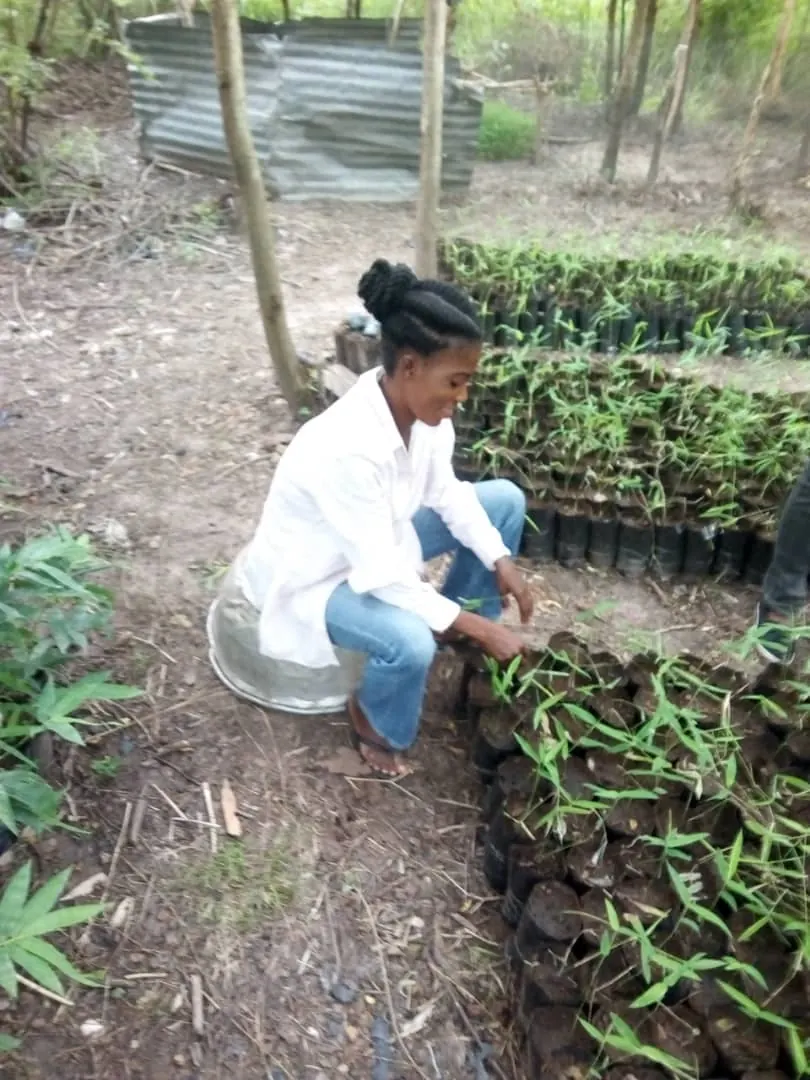 A nursery worker tending bamboo seedlings in black polythene bags